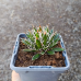 Agave filifera × schidigera (Agáva vláknitá) - výška 5 cm, kont. P9 (-10°C) Agave filifera × schidigera (Agáva vláknitá) - výška 5 cm, kont. P9 (-10°C)